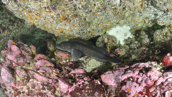 https://canadaoceanmap.ca/wp-content/uploads/2023/05/36042666-Male_lingcod_protecting-600x338.jpg