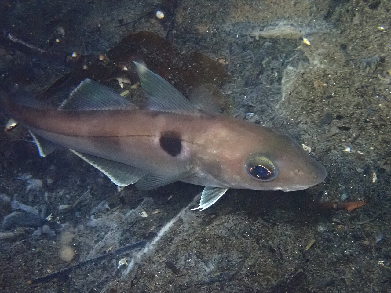https://canadaoceanmap.ca/wp-content/uploads/2023/05/Melanogrammus_aeglefinus_318932194.jpg