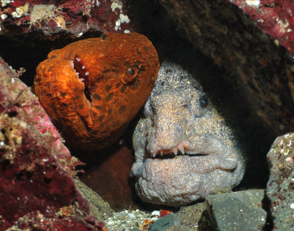 https://canadaoceanmap.ca/wp-content/uploads/2025/02/36910544-luv_-600x472.jpg