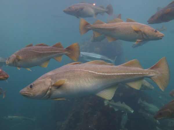 https://canadaoceanmap.ca/wp-content/uploads/2025/03/32052010306_59ff8766e1_k-600x450.jpg