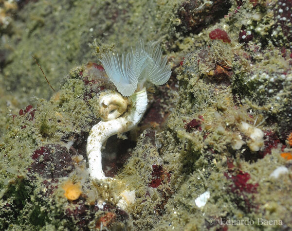 https://canadaoceanmap.ca/wp-content/uploads/2025/03/33734348-white_tubeworm-600x475.jpeg