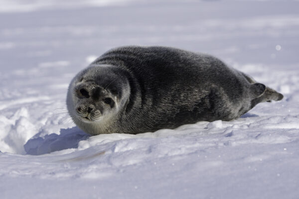 https://canadaoceanmap.ca/wp-content/uploads/2025/03/36854124-Ringed_seal_pup_on_sea_ice-600x400.jpg