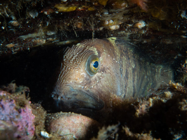 https://canadaoceanmap.ca/wp-content/uploads/2025/03/37799492-Wolf_Fish-600x450.jpg