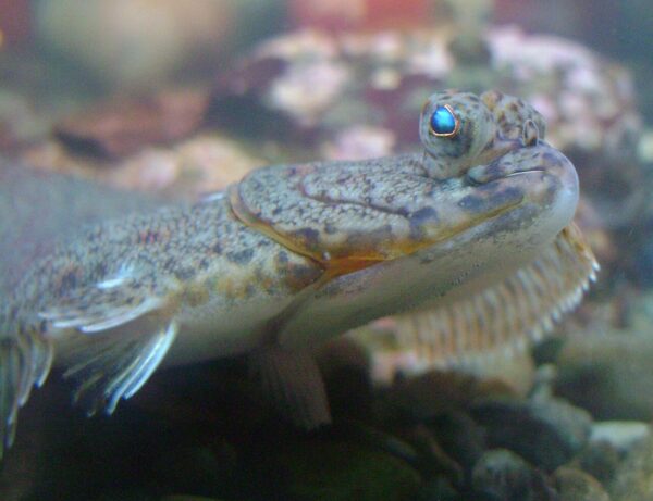 https://canadaoceanmap.ca/wp-content/uploads/2025/03/Plie_canadienne_Hippoglossoides_platessoides-600x461.jpg