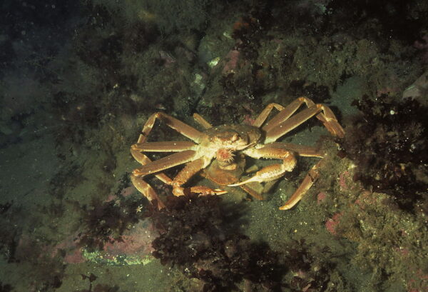 https://canadaoceanmap.ca/wp-content/uploads/2025/05/1280px-thumbnail-600x409.jpg