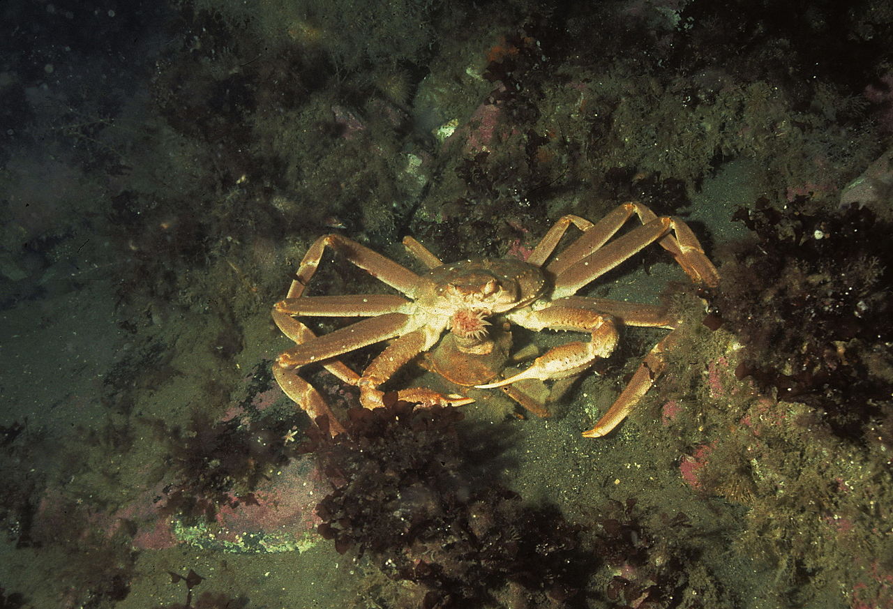 https://canadaoceanmap.ca/wp-content/uploads/2025/05/1280px-thumbnail.jpg