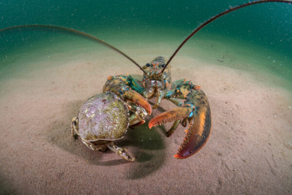 https://canadaoceanmap.ca/wp-content/uploads/2025/05/33934746-Shaking_Claws-600x400.jpeg