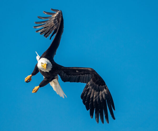 https://canadaoceanmap.ca/wp-content/uploads/2025/05/35694220-Bald_Eagle_-_Locked_on_Target-600x498.jpg