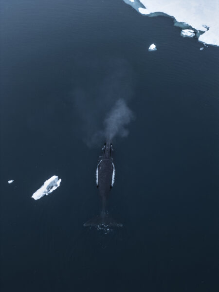 https://canadaoceanmap.ca/wp-content/uploads/2025/05/37672100-G__ant_des_mers-450x600.jpg