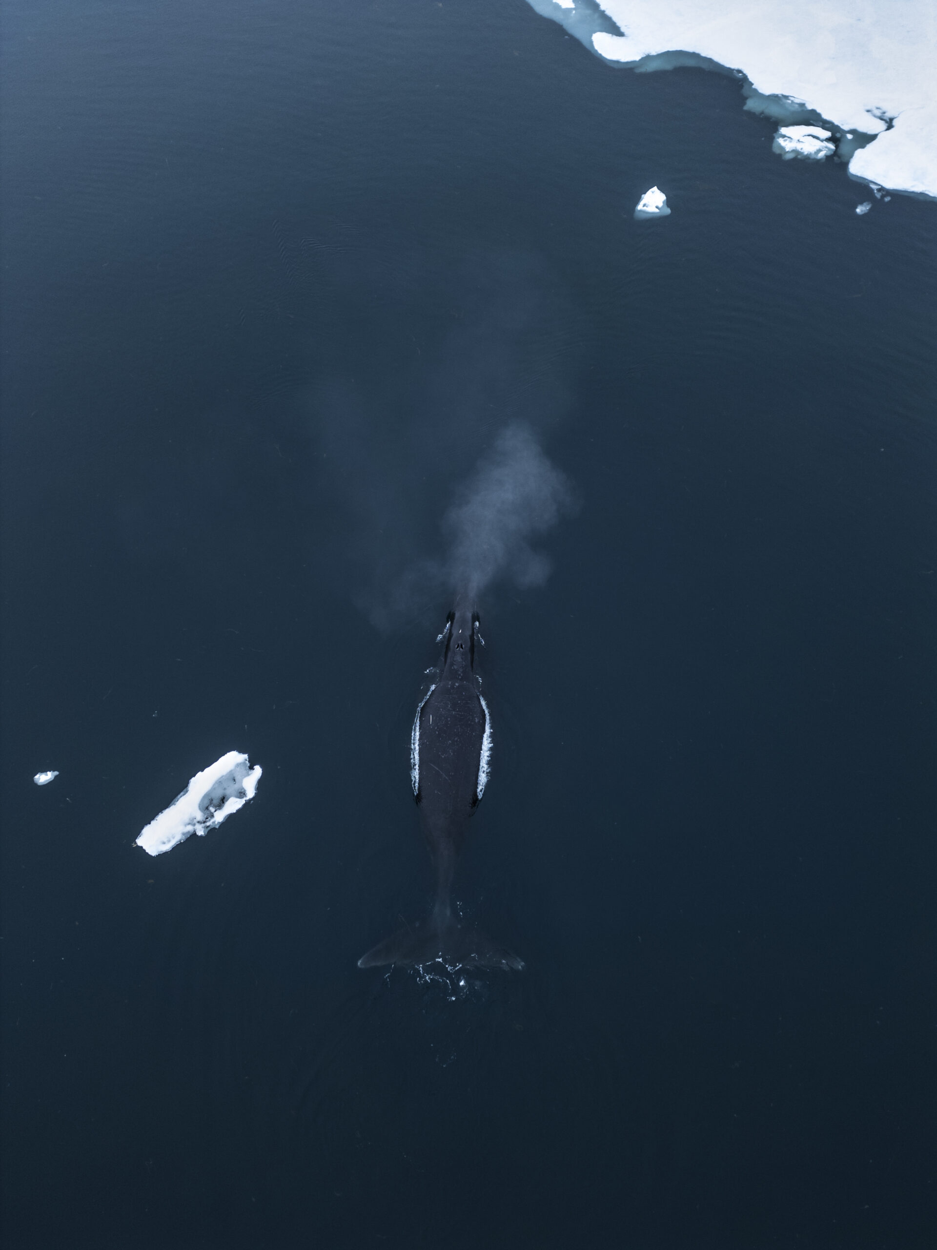 https://canadaoceanmap.ca/wp-content/uploads/2025/05/37672100-G__ant_des_mers-scaled.jpg