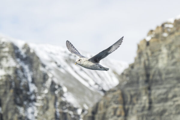 https://canadaoceanmap.ca/wp-content/uploads/2025/05/37802058-Fulmar_in_flight-600x400.jpg
