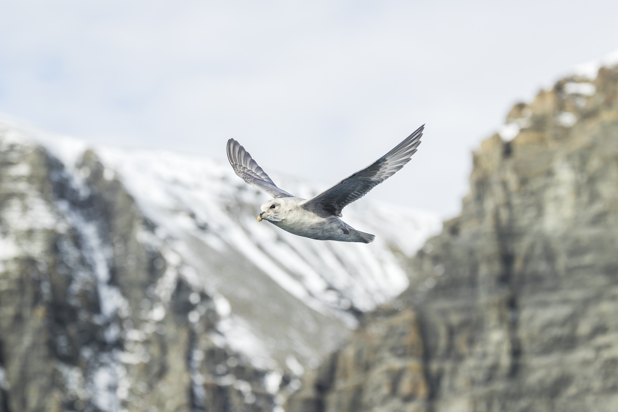 https://canadaoceanmap.ca/wp-content/uploads/2025/05/37802058-Fulmar_in_flight.jpg