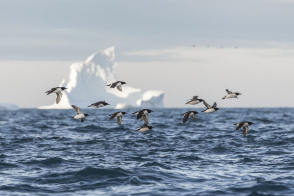 https://canadaoceanmap.ca/wp-content/uploads/2025/05/37802136-Thick-billed_Murres_at_sunset-600x400.jpg