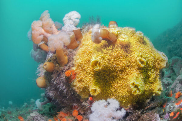 https://canadaoceanmap.ca/wp-content/uploads/2025/05/Beauge-Bank-36792858-Battle_for_the_rock-600x400.jpg
