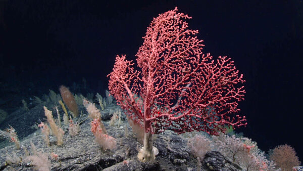 https://canadaoceanmap.ca/wp-content/uploads/2025/05/Corsair-and-Georges-Canyons-_FROM-WIKIMEDIA-COMMONS-Paragorgia_arborea_bubblegum-600x338.jpg