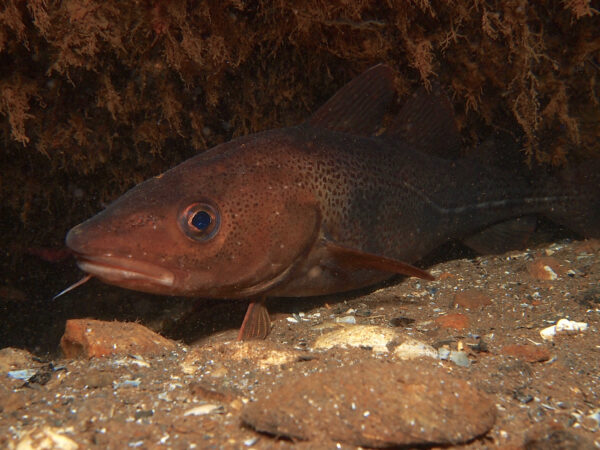 https://canadaoceanmap.ca/wp-content/uploads/2025/05/Division-3O-36058792-Cod_Fish-600x450.jpg
