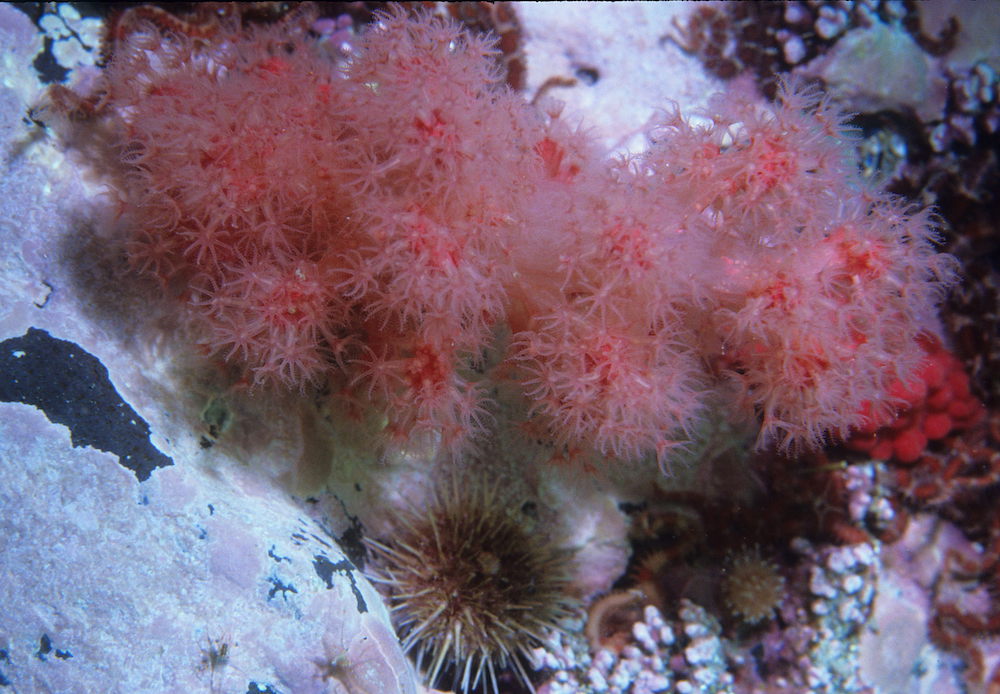 https://canadaoceanmap.ca/wp-content/uploads/2025/05/East-of-Anticosti-Island-_FROM-WIKIMEDIA-COMMONS-Sea_strawberry_Gersemia_rubiformis_a_soft_coral_in_Newfoundland_Canada_21364959826.jpg