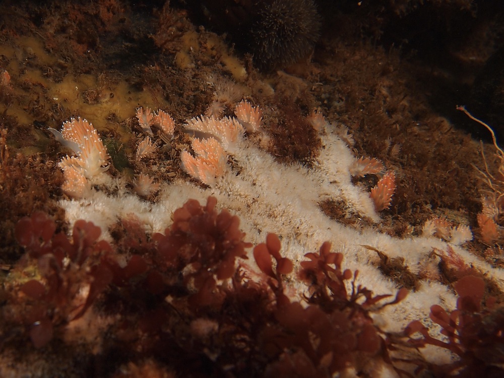https://canadaoceanmap.ca/wp-content/uploads/2025/05/Eastern-Gulf-of-St.-Lawrence-36745246-Cape_Breton_Underwater.jpg