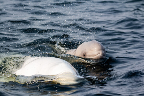 https://canadaoceanmap.ca/wp-content/uploads/2025/05/Hopedale-Saddle-37059342-Baby_Beluga-600x400.jpg