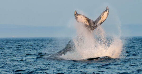https://canadaoceanmap.ca/wp-content/uploads/2025/05/Jacques-Cartier-Strait-37720812-Tail_Slap-600x314.jpg