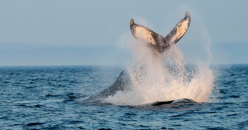 https://canadaoceanmap.ca/wp-content/uploads/2025/05/Jacques-Cartier-Strait-37720812-Tail_Slap.jpg
