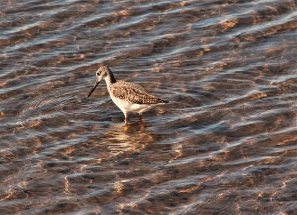 https://canadaoceanmap.ca/wp-content/uploads/2025/05/John-Lusby-Marsh-35145400-Long_yellow_legs-600x435.jpg