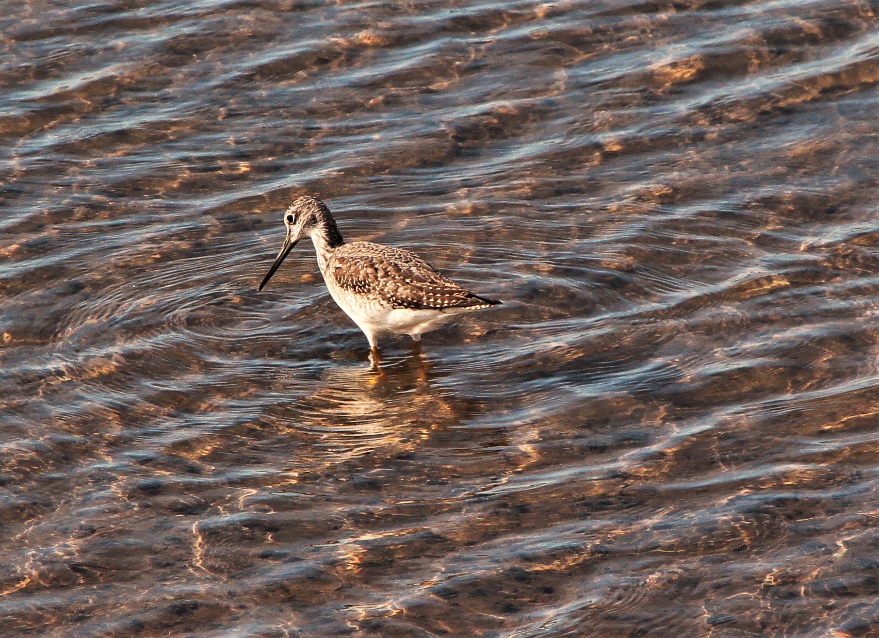 https://canadaoceanmap.ca/wp-content/uploads/2025/05/John-Lusby-Marsh-35145400-Long_yellow_legs.jpg