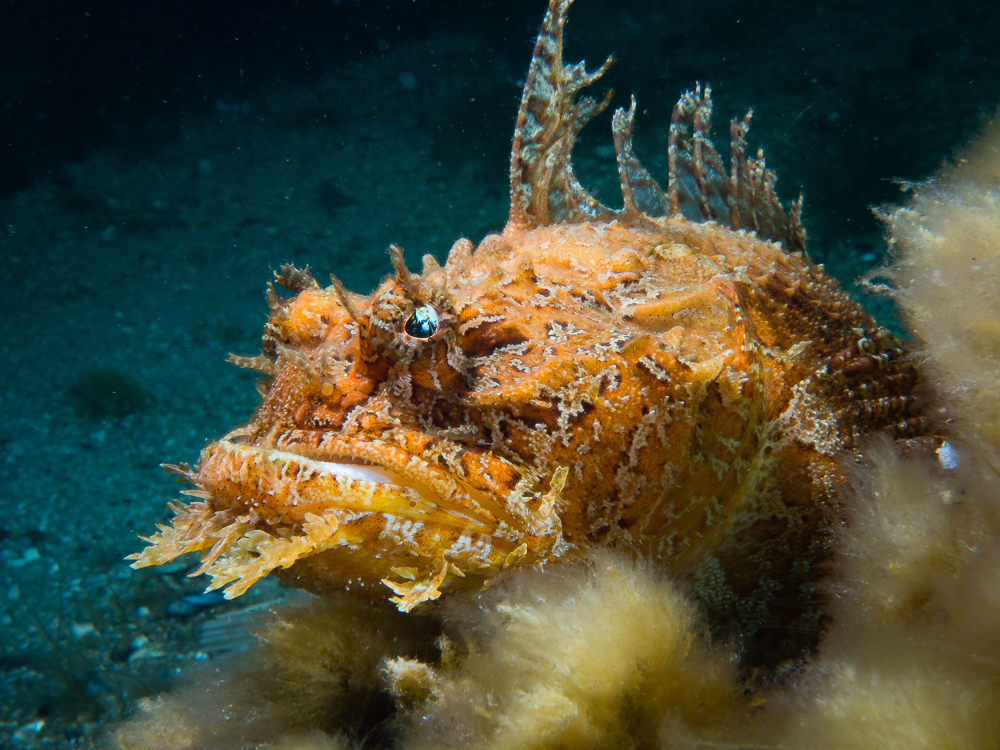 https://canadaoceanmap.ca/wp-content/uploads/2025/05/Jordan-Basin-37799486-Sea_Raven.jpg