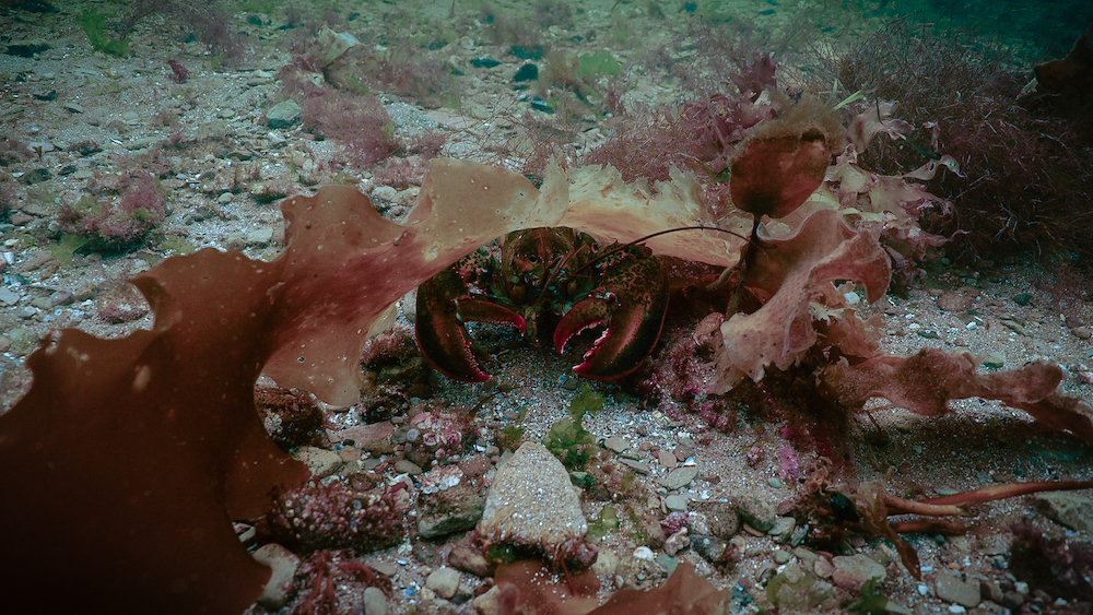 https://canadaoceanmap.ca/wp-content/uploads/2025/05/Lobster-Area-Closures-37940880-Lobster-3.jpg