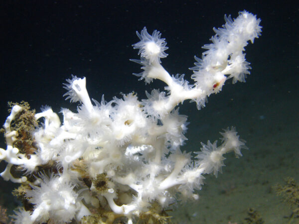 https://canadaoceanmap.ca/wp-content/uploads/2025/05/Lophelia_pertusa_NOAA-600x450.jpg