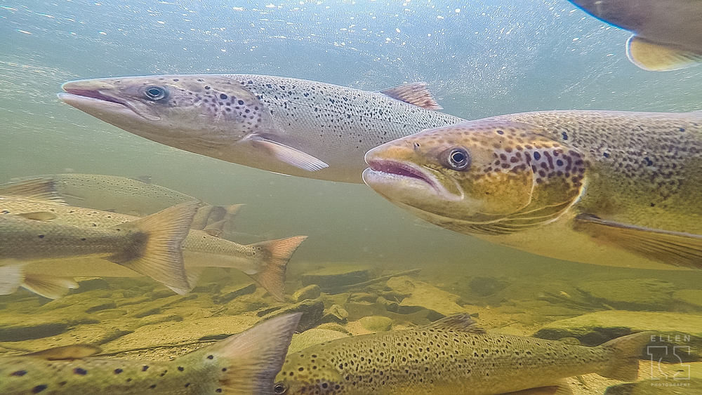https://canadaoceanmap.ca/wp-content/uploads/2025/05/Miramichi-Bay-36836056-Atlantic_Salmon_swimming_by.jpg