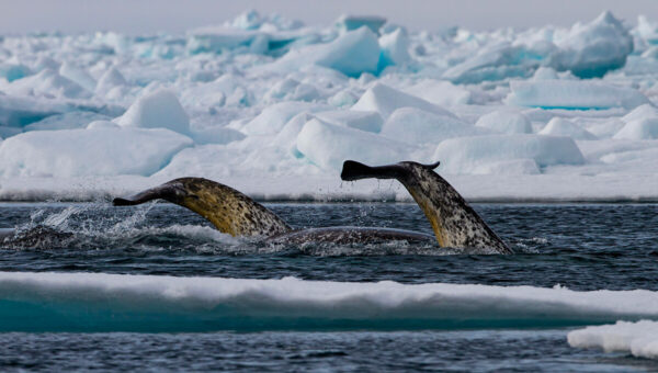 https://canadaoceanmap.ca/wp-content/uploads/2025/05/Narwhal_tail_above_surface-600x340.jpg