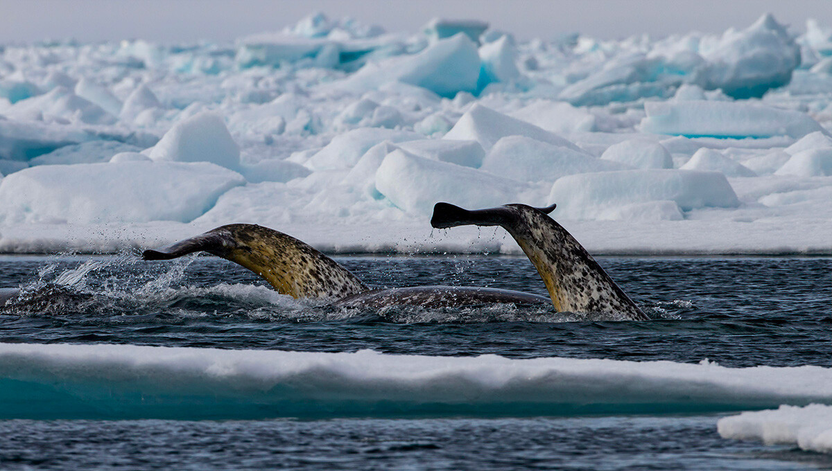 https://canadaoceanmap.ca/wp-content/uploads/2025/05/Narwhal_tail_above_surface.jpg