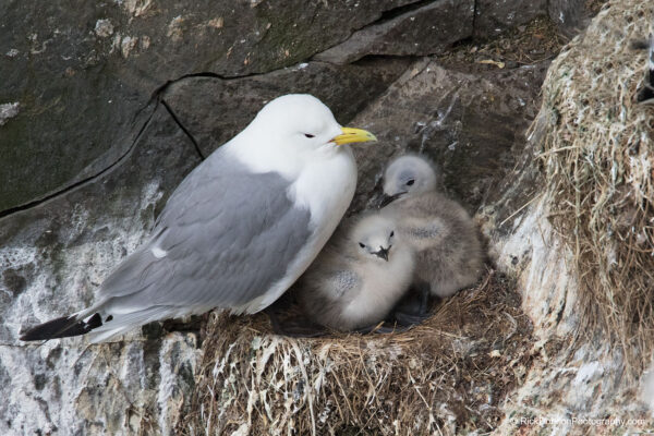 https://canadaoceanmap.ca/wp-content/uploads/2025/05/Nirjutiqarvik-23298697-Black-legged_Kittiwake_and_Chicks-600x400.jpg