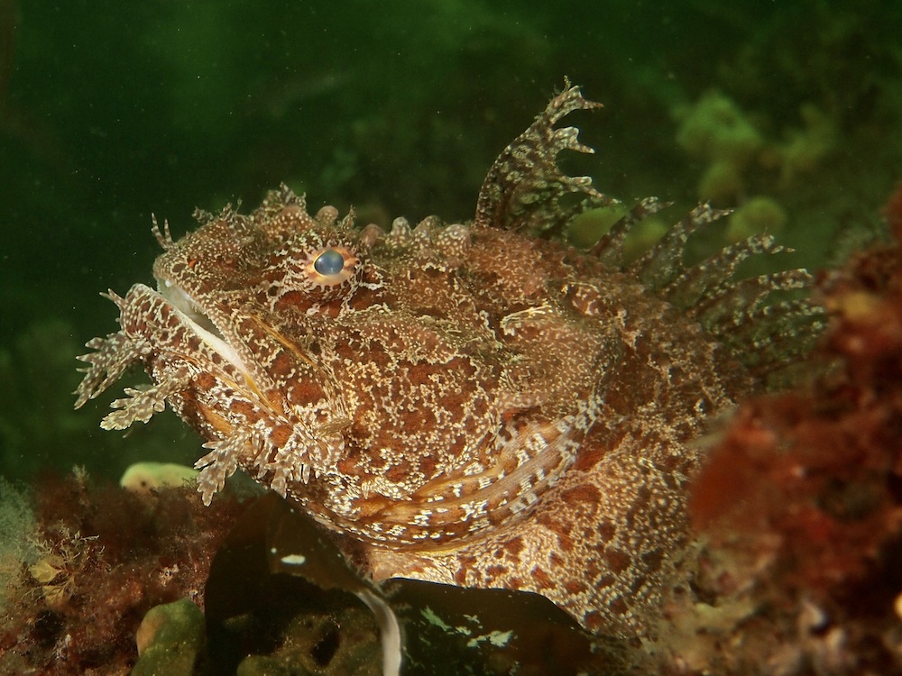 https://canadaoceanmap.ca/wp-content/uploads/2025/05/North-of-Bennett-Bank-36745244-Cape_Breton_Underwater.jpg