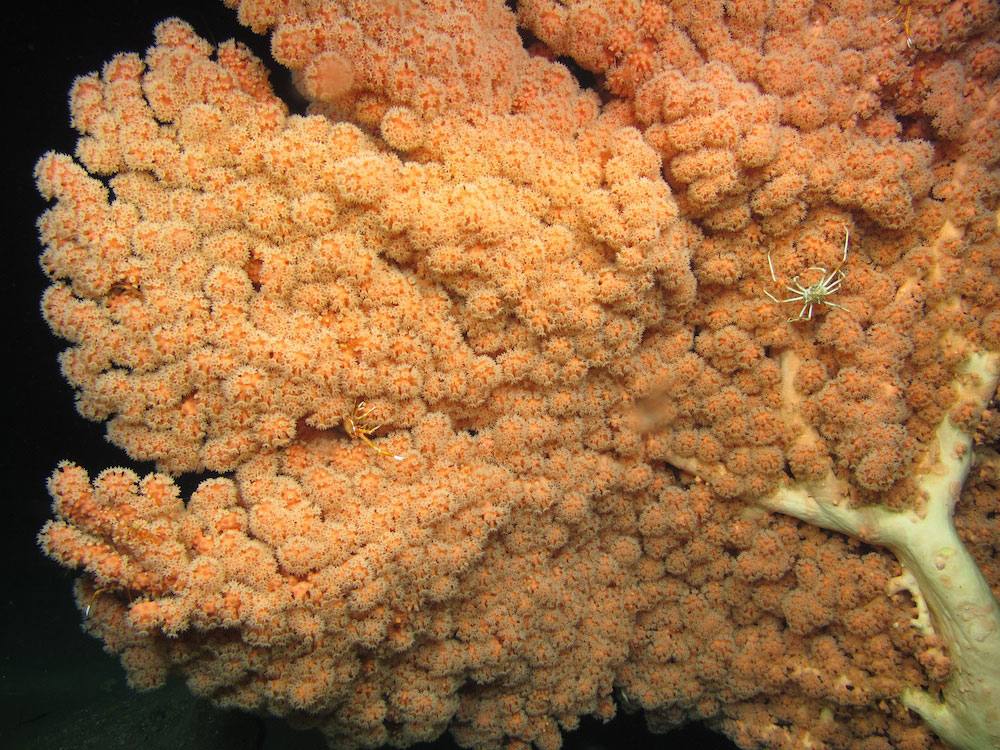https://canadaoceanmap.ca/wp-content/uploads/2025/05/Northeast-Channel-_FROM-WIKIMEDIA-COMMONS-Paragorgia_arborea_NOAA.jpg