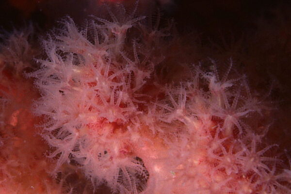 https://canadaoceanmap.ca/wp-content/uploads/2025/05/Parent-Bank-_FROM-WIKIMEDIA-COMMONS-Sea_strawberry_Gersemia_rubiformis_a_soft_coral_in_Newfoundland_Canada_21204160069-600x400.jpg