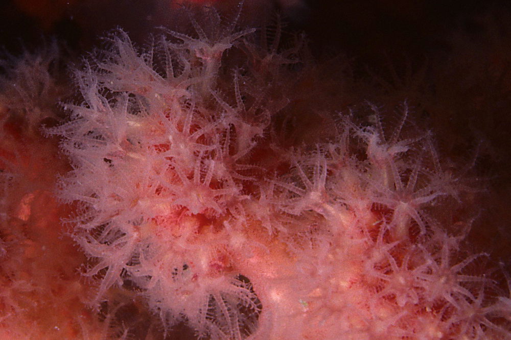 https://canadaoceanmap.ca/wp-content/uploads/2025/05/Parent-Bank-_FROM-WIKIMEDIA-COMMONS-Sea_strawberry_Gersemia_rubiformis_a_soft_coral_in_Newfoundland_Canada_21204160069.jpg