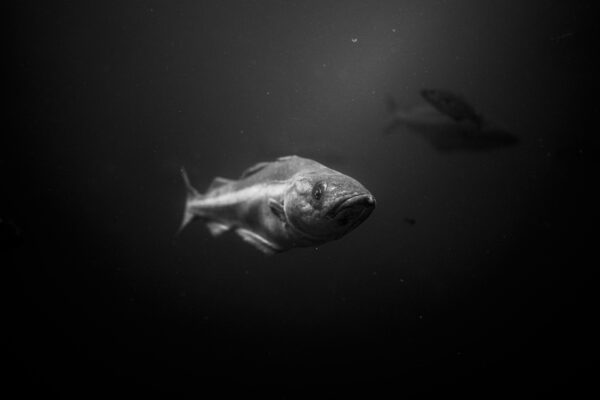 https://canadaoceanmap.ca/wp-content/uploads/2025/05/janko-ferlic-sf3Td_4_oUQ-unsplash-600x400.jpg
