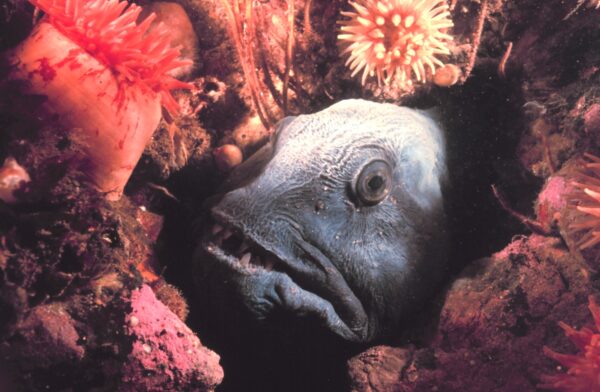 https://canadaoceanmap.ca/wp-content/uploads/2025/06/South-East-of-Anticosti-Island-Anarhichas_lupus_head-600x392.jpg