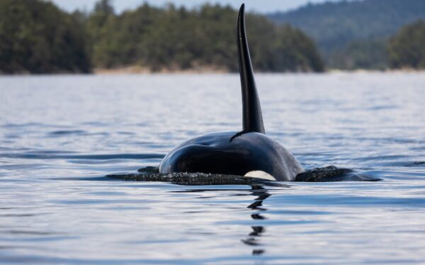 https://canadaoceanmap.ca/wp-content/uploads/2025/07/Gulf-Islands-600x374.jpg