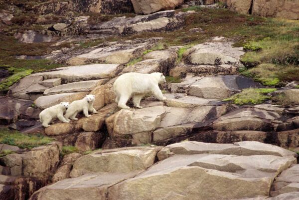 https://canadaoceanmap.ca/wp-content/uploads/2025/07/Ukkusiksalik-600x401.jpg