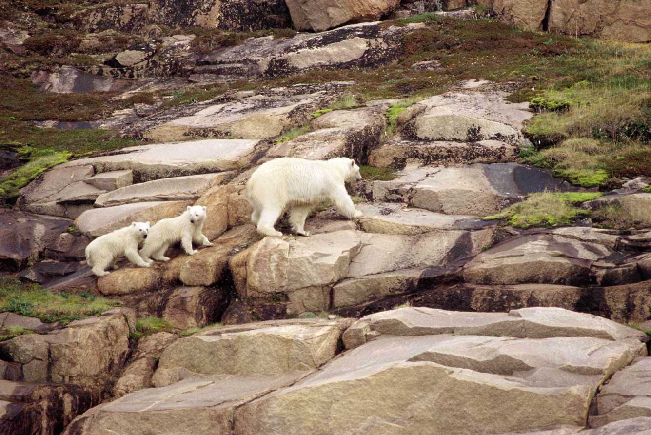 https://canadaoceanmap.ca/wp-content/uploads/2025/07/Ukkusiksalik.jpg